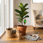 Four-Way Soil Tester for Confident Plant Care