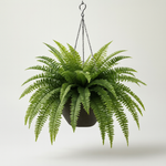 Artificial Boston Fern for Year-Round Greenery