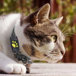 Lightweight Cat Tracker for Fee-Free Locationing