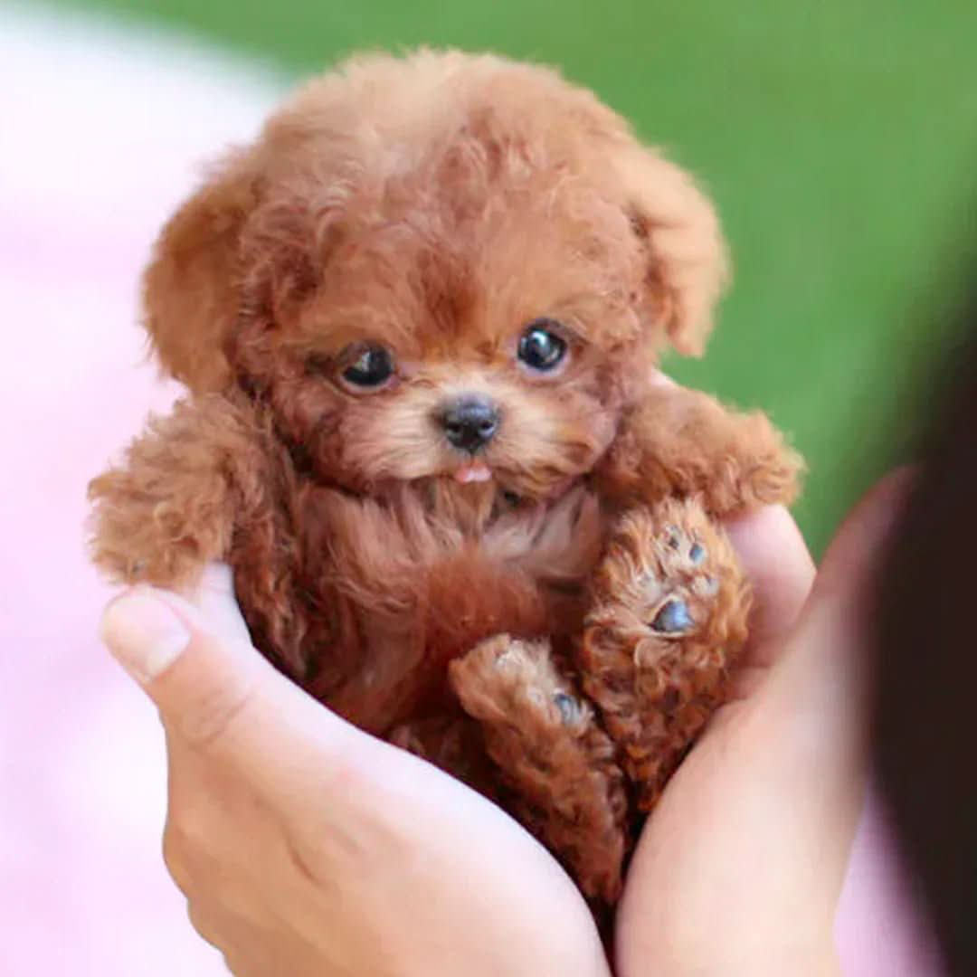 Poseable Plush Puppy for Creative Play