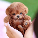 Poseable Plush Puppy for Creative Play