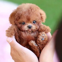 Poseable Plush Puppy for Creative Play
