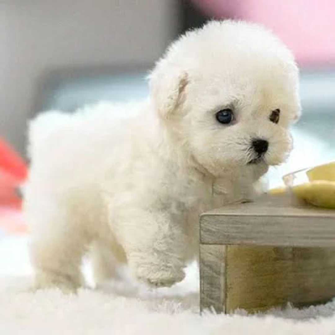 Poseable Plush Puppy for Creative Play