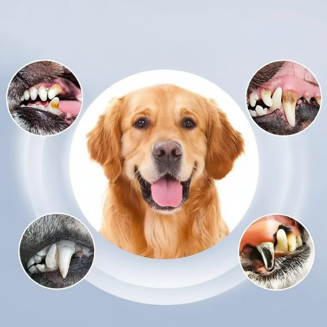 Ultrasonic Pet Plaque Remover With 5-Level Control